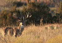 North American Whitetail cover